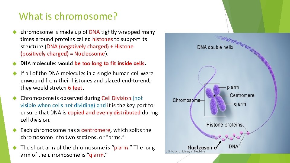 What is chromosome? chromosome is made up of DNA tightly wrapped many times around