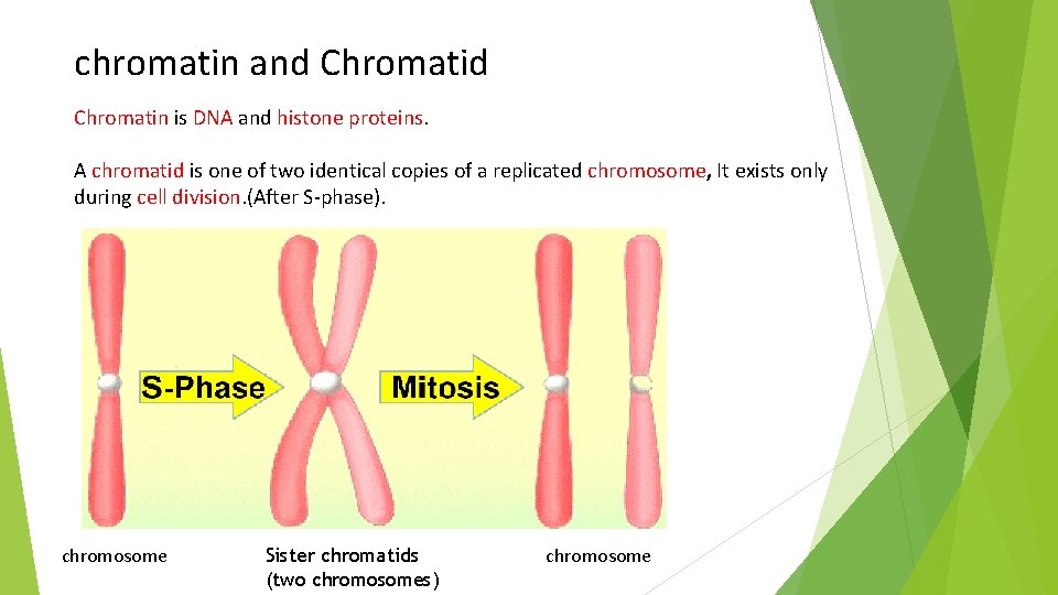 chromatin and Chromatin is DNA and histone proteins. A chromatid is one of two