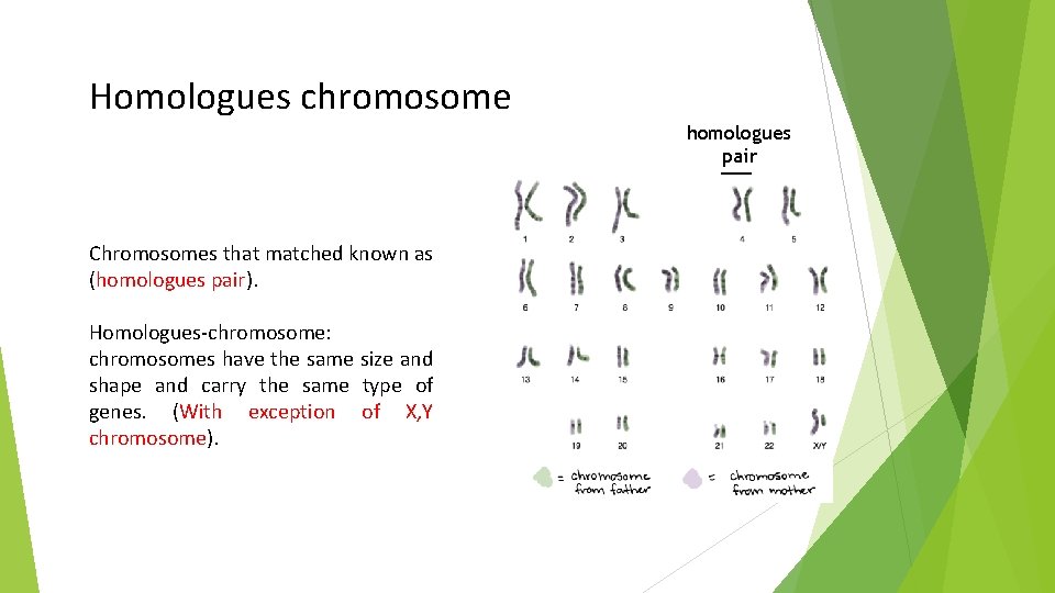Homologues chromosome homologues pair Chromosomes that matched known as (homologues pair). Homologues-chromosome: chromosomes have