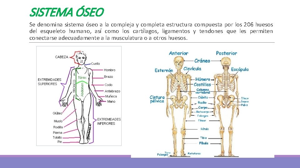SISTEMA ÓSEO Se denomina sistema óseo a la compleja y completa estructura compuesta por