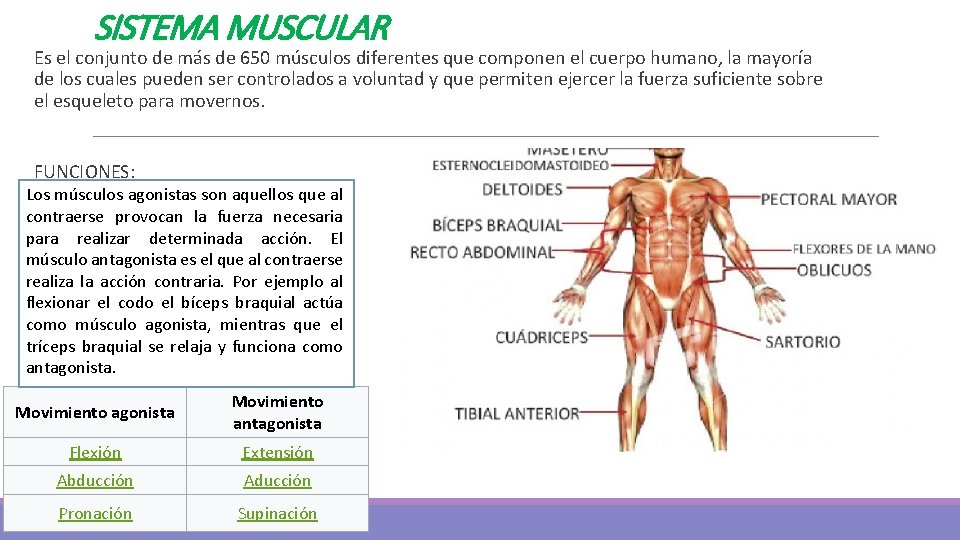 SISTEMA MUSCULAR Es el conjunto de más de 650 músculos diferentes que componen el