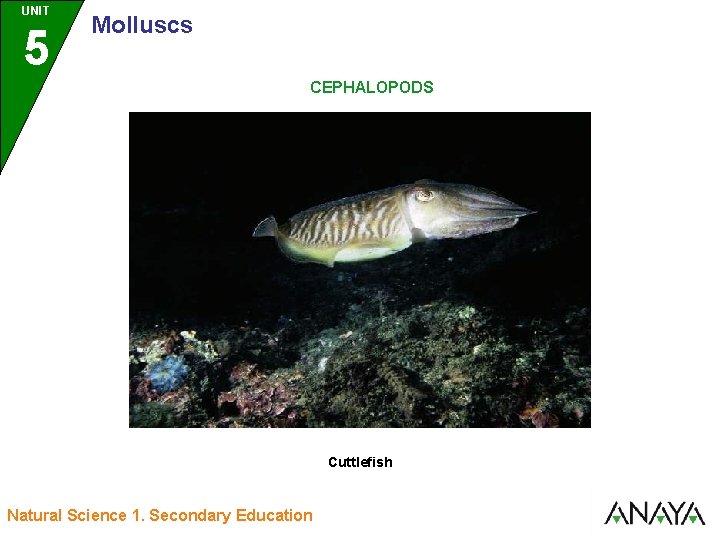 UNIT UNIDAD 5 3 Molluscs CEPHALOPODS Cuttlefish Natural Science 1. Secondary Education 
