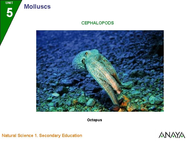 UNIT UNIDAD 5 3 Molluscs CEPHALOPODS Octopus Natural Science 1. Secondary Education 