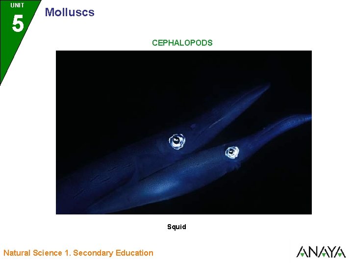 UNIT UNIDAD 5 3 Molluscs CEPHALOPODS Squid Natural Science 1. Secondary Education 