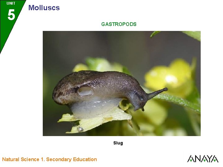 UNIT UNIDAD 5 3 Molluscs GASTROPODS Slug Natural Science 1. Secondary Education 