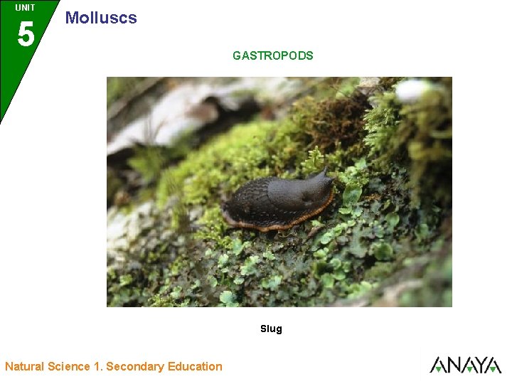 UNIT UNIDAD 5 3 Molluscs GASTROPODS Slug Natural Science 1. Secondary Education 