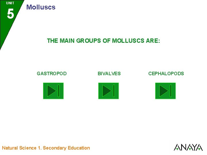 UNIT UNIDAD 5 3 Molluscs THE MAIN GROUPS OF MOLLUSCS ARE: GASTROPOD Natural Science