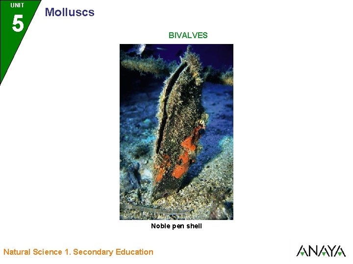 UNIT UNIDAD 5 3 Molluscs BIVALVES Noble pen shell Natural Science 1. Secondary Education