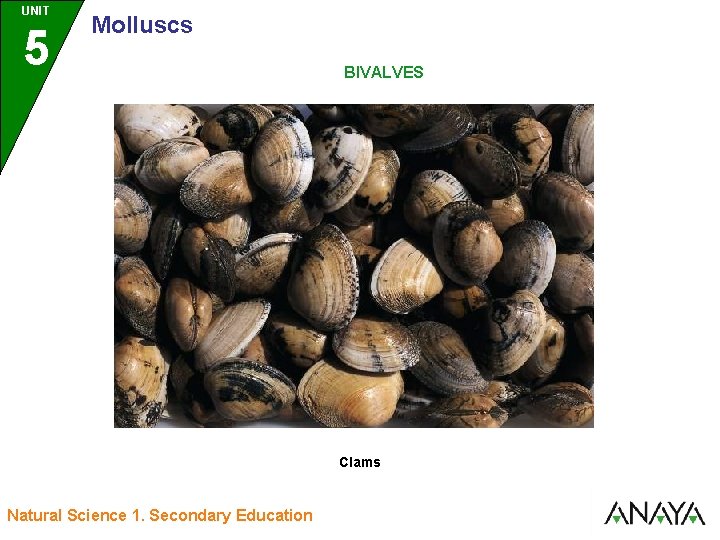 UNIT UNIDAD 5 3 Molluscs BIVALVES Clams Natural Science 1. Secondary Education 