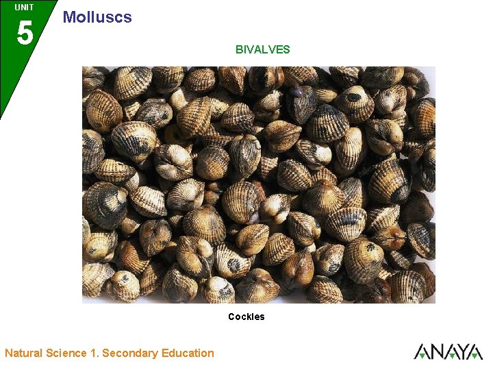 UNIT UNIDAD 5 3 Molluscs BIVALVES Cockles Natural Science 1. Secondary Education 