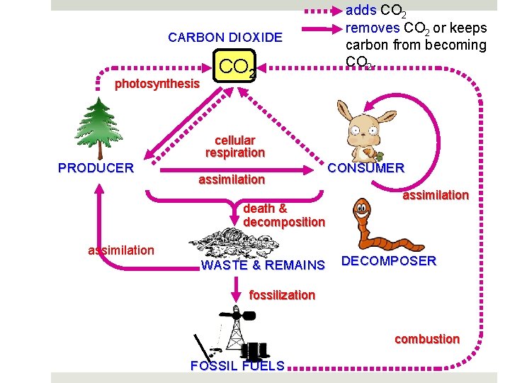 CARBON DIOXIDE photosynthesis CO 2 adds CO 2 removes CO 2 or keeps carbon