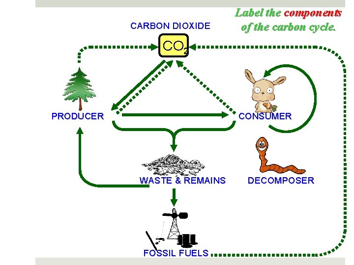 CARBON DIOXIDE Label the components of the carbon cycle. CO 2 PRODUCER CONSUMER WASTE