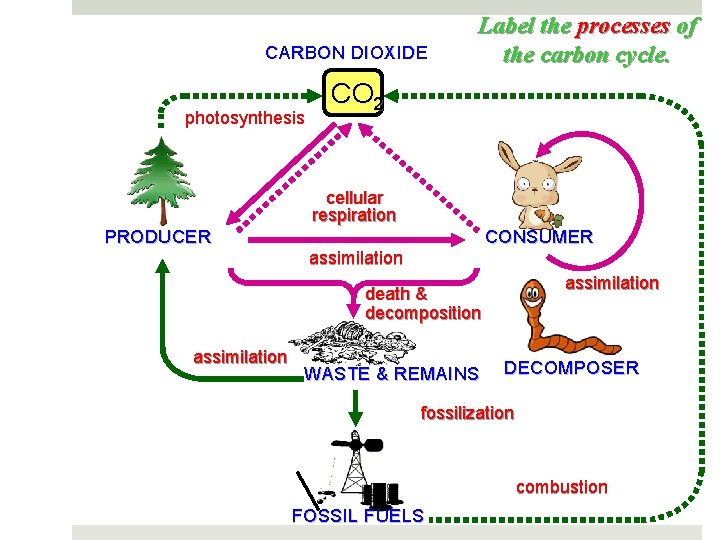 CARBON DIOXIDE photosynthesis Label the processes of the carbon cycle. CO 2 cellular respiration