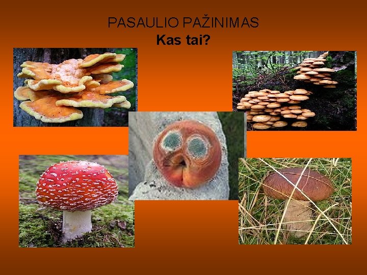 PASAULIO PAŽINIMAS Kas tai? PASAULIO PAŽINIMAS Kas tai?
