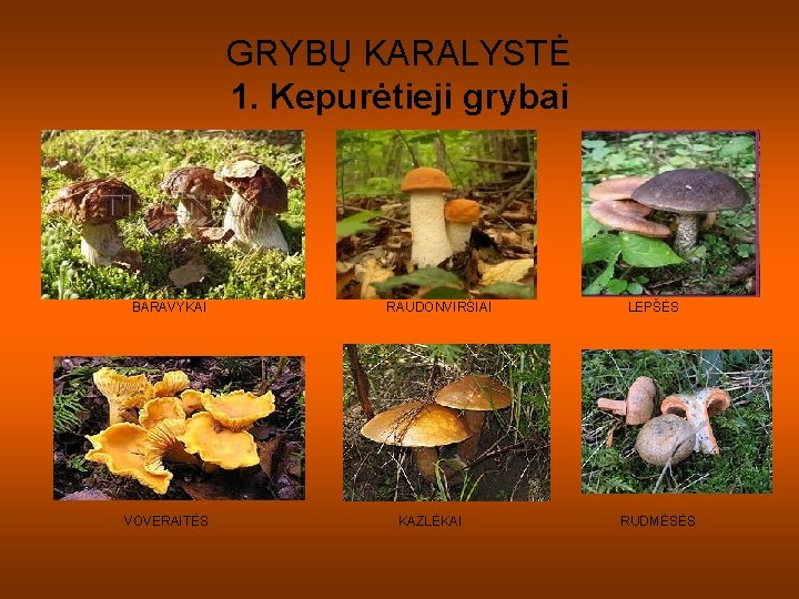 GRYBŲ KARALYSTĖ 1. Kepurėtieji grybai BARAVYKAI VOVERAITĖS RAUDONVIRŠIAI KAZLĖKAI LEPŠĖS RUDMĖSĖS GRYBŲ KARALYSTĖ 1. Kepurėtieji grybai BARAVYKAI VOVERAITĖS RAUDONVIRŠIAI KAZLĖKAI LEPŠĖS RUDMĖSĖS