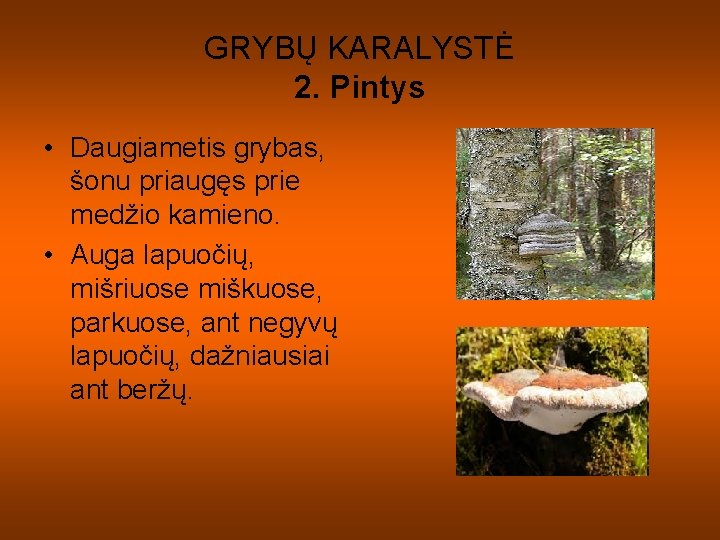 GRYBŲ KARALYSTĖ 2. Pintys • Daugiametis grybas, šonu priaugęs prie medžio kamieno. • Auga GRYBŲ KARALYSTĖ 2. Pintys • Daugiametis grybas, šonu priaugęs prie medžio kamieno. • Auga
