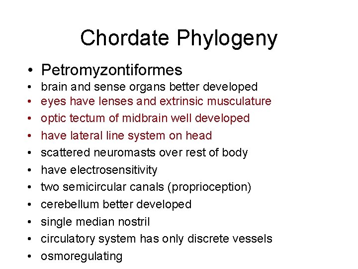 Chordate Phylogeny • Petromyzontiformes • • • brain and sense organs better developed eyes