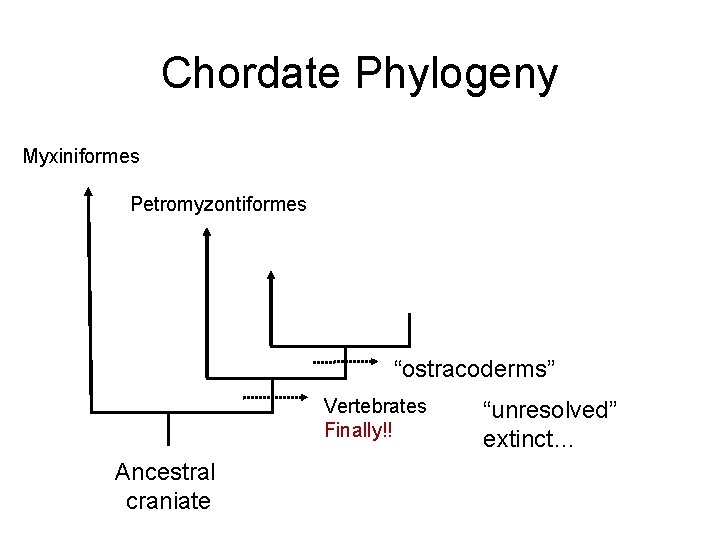 Chordate Phylogeny Myxiniformes Petromyzontiformes “ostracoderms” Vertebrates Finally!! Ancestral craniate “unresolved” extinct… 