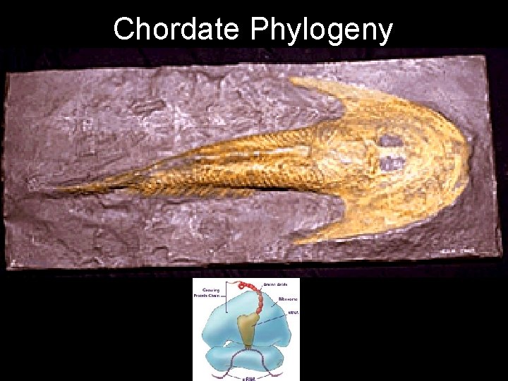Chordate Phylogeny ostracoderm pics 