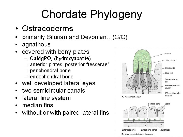 Chordate Phylogeny • Ostracoderms • primarily Silurian and Devonian…(C/O) • agnathous • covered with