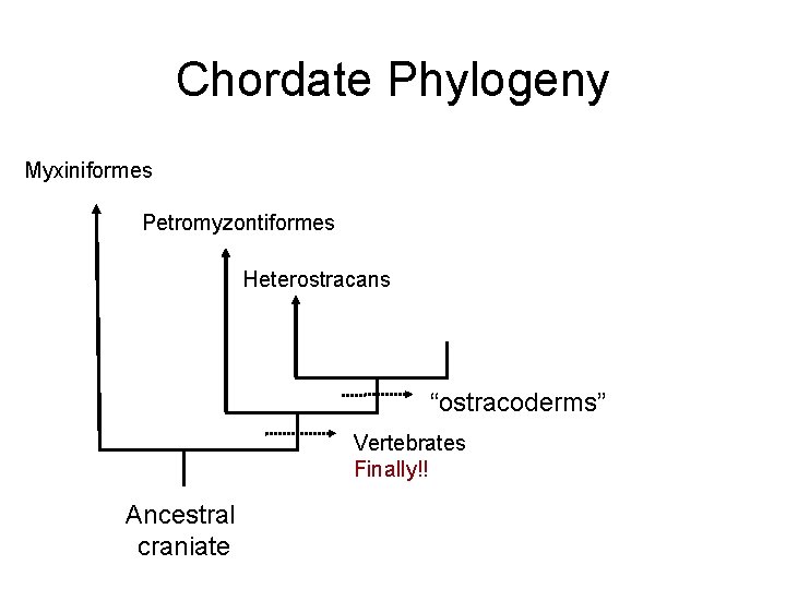 Chordate Phylogeny Myxiniformes Petromyzontiformes Heterostracans “ostracoderms” Vertebrates Finally!! Ancestral craniate 