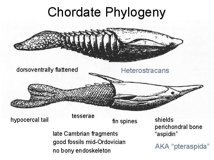 Chordate Phylogeny dorsoventrally flattened hypocercal tail tesserae Heterostracans fin spines late Cambrian fragments good