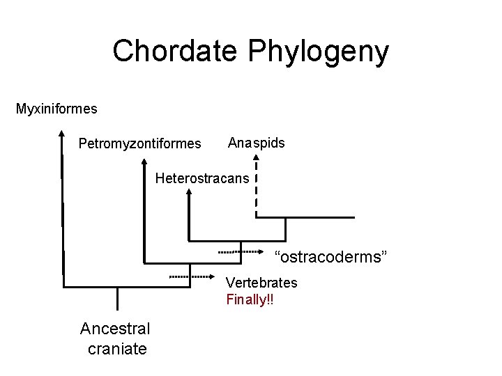 Chordate Phylogeny Myxiniformes Petromyzontiformes Anaspids Heterostracans “ostracoderms” Vertebrates Finally!! Ancestral craniate 