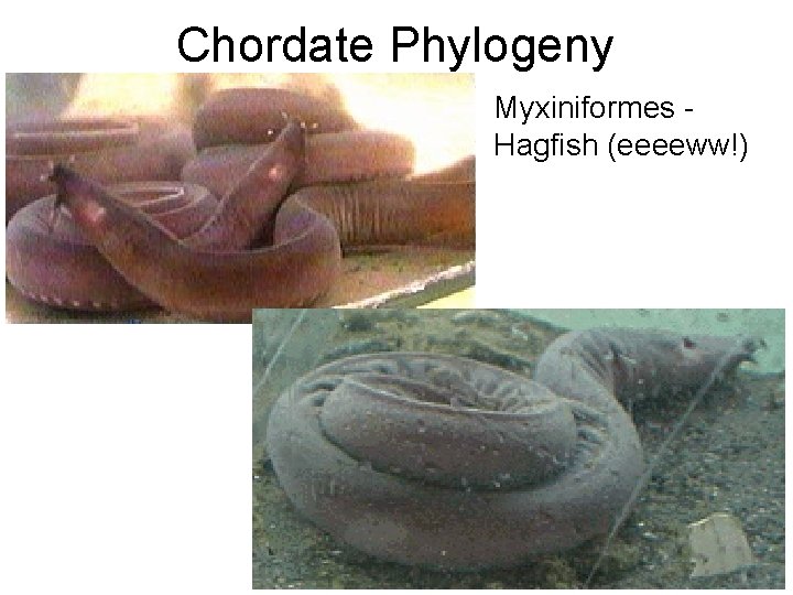 Chordate Phylogeny Myxiniformes Hagfish (eeeeww!) 