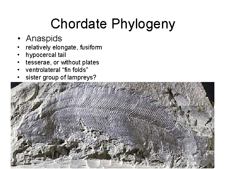 Chordate Phylogeny • Anaspids • • • relatively elongate, fusiform hypocercal tail tesserae, or