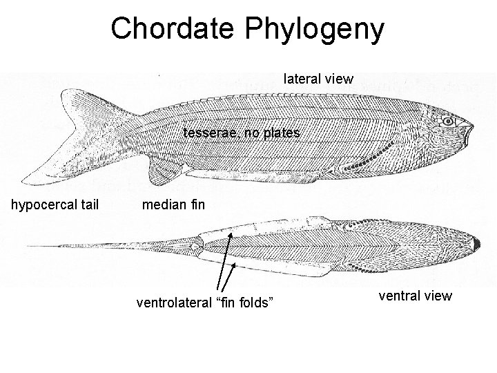Chordate Phylogeny lateral view tesserae, no plates hypocercal tail median fin ventrolateral “fin folds”