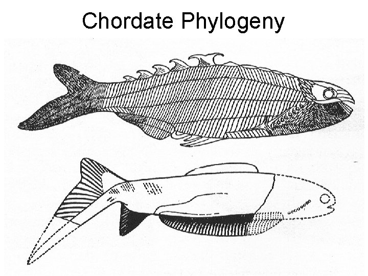 Chordate Phylogeny 