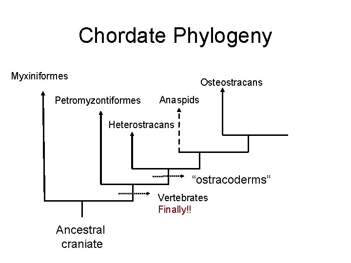 Chordate Phylogeny Myxiniformes Osteostracans Petromyzontiformes Anaspids Heterostracans “ostracoderms” Vertebrates Finally!! Ancestral craniate 