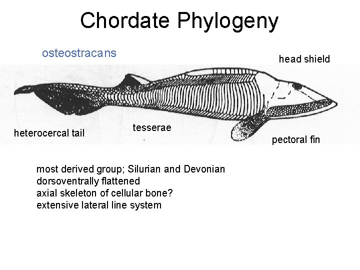 Chordate Phylogeny osteostracans heterocercal tail head shield tesserae most derived group; Silurian and Devonian