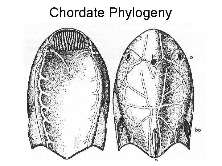 Chordate Phylogeny 