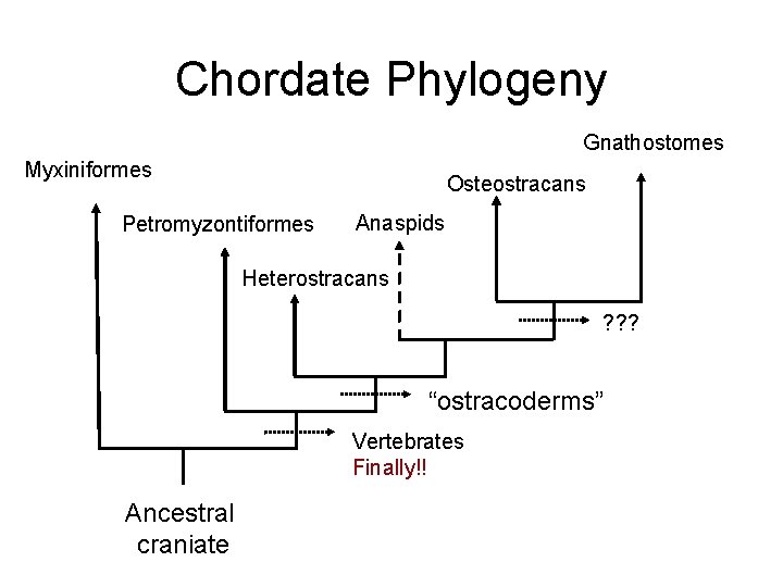 Chordate Phylogeny Gnathostomes Myxiniformes Osteostracans Petromyzontiformes Anaspids Heterostracans ? ? ? “ostracoderms” Vertebrates Finally!!