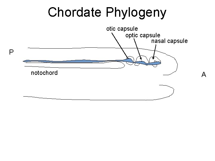 Chordate Phylogeny otic capsule optic capsule nasal capsule P notochord A 