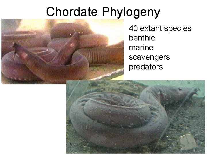 Chordate Phylogeny 40 extant species benthic marine scavengers predators 