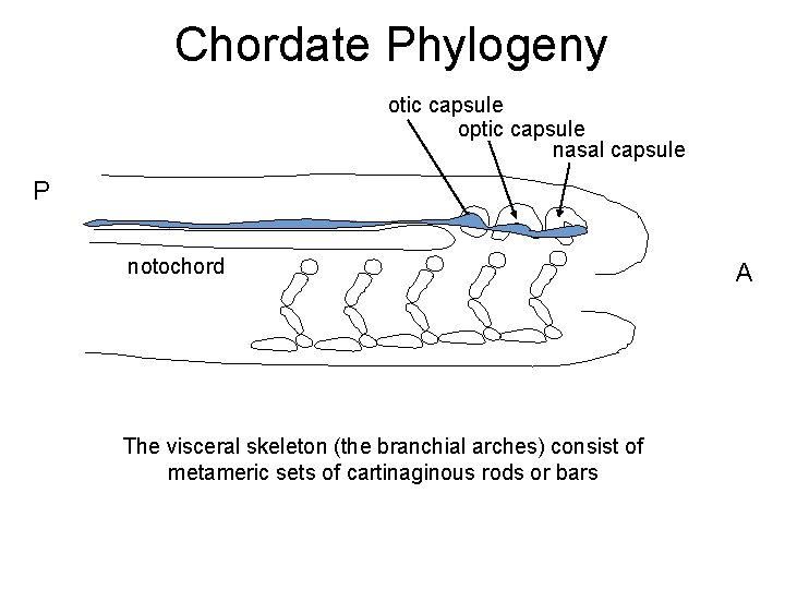 Chordate Phylogeny otic capsule optic capsule nasal capsule P notochord The visceral skeleton (the