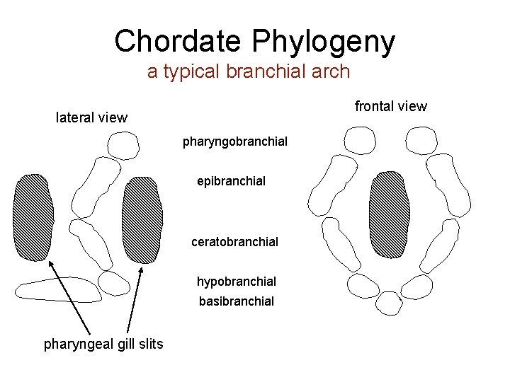 Chordate Phylogeny a typical branchial arch frontal view lateral view pharyngobranchial epibranchial ceratobranchial hypobranchial