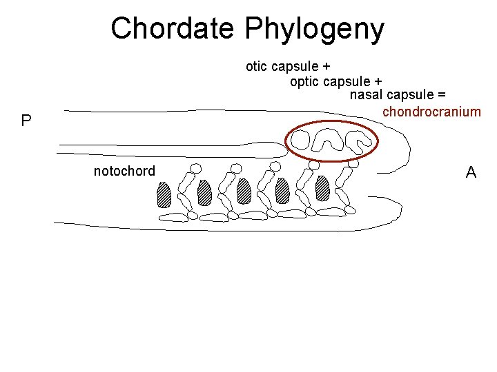 Chordate Phylogeny otic capsule + optic capsule + nasal capsule = chondrocranium P notochord
