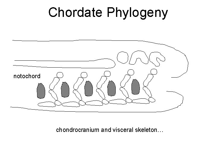 Chordate Phylogeny notochord chondrocranium and visceral skeleton… 