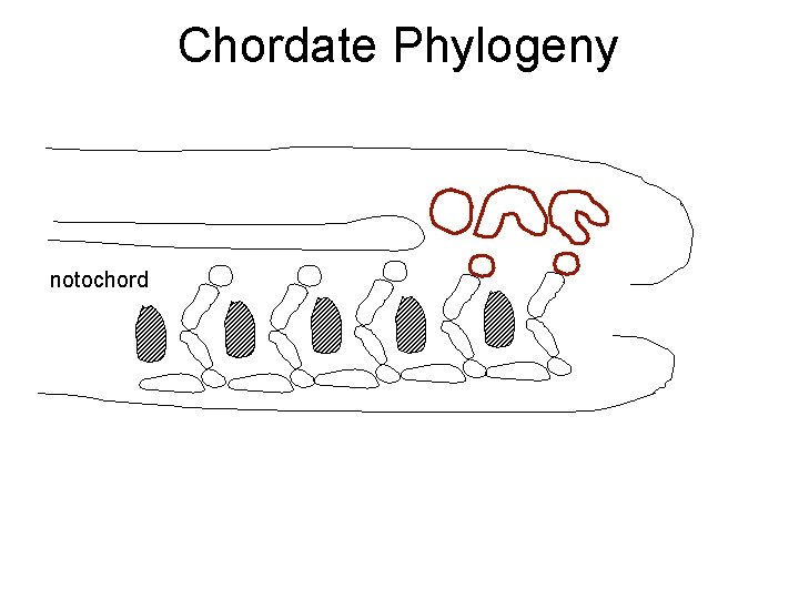 Chordate Phylogeny notochord 