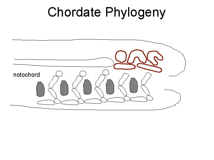 Chordate Phylogeny notochord 