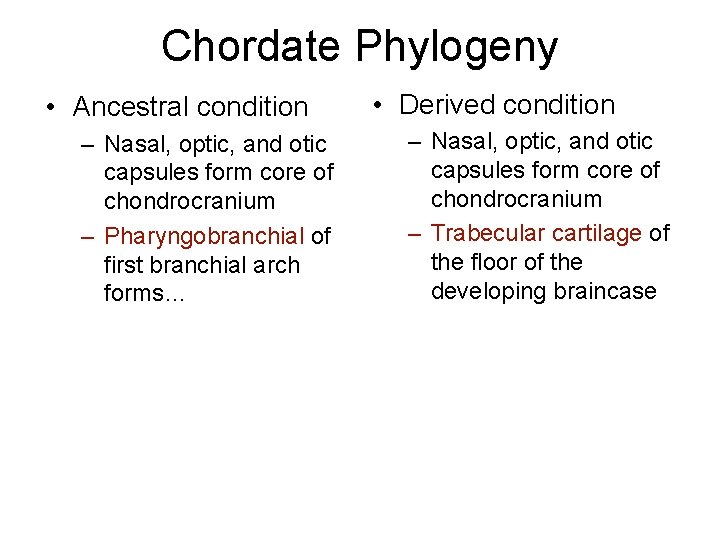 Chordate Phylogeny • Ancestral condition – Nasal, optic, and otic capsules form core of