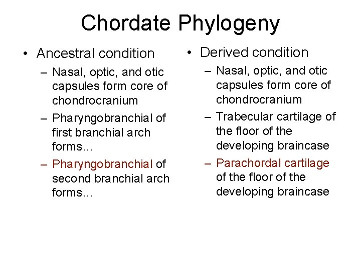 Chordate Phylogeny • Ancestral condition – Nasal, optic, and otic capsules form core of