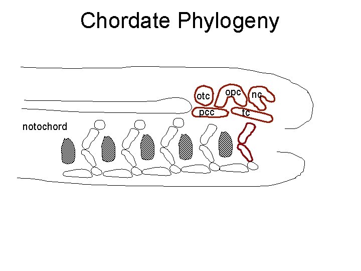 Chordate Phylogeny otc pcc notochord opc nc tc 