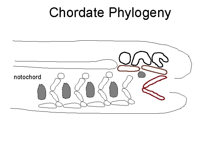 Chordate Phylogeny notochord 