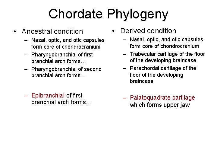 Chordate Phylogeny • Ancestral condition • Derived condition – Nasal, optic, and otic capsules