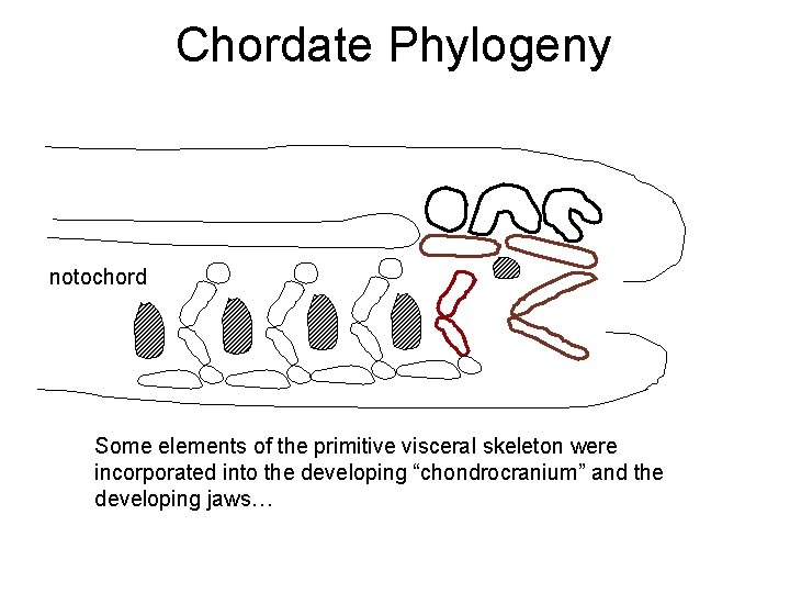 Chordate Phylogeny notochord Some elements of the primitive visceral skeleton were incorporated into the