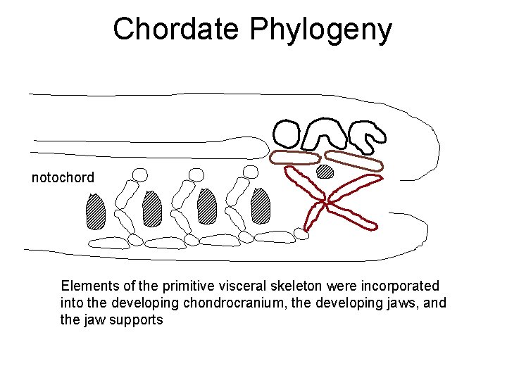 Chordate Phylogeny notochord Elements of the primitive visceral skeleton were incorporated into the developing